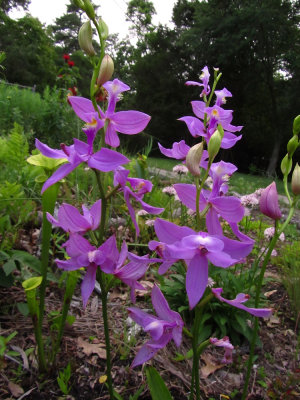Calopogon tuberosus in my bog garden