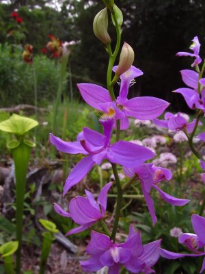 Calopogon tuberosus in my bog garden