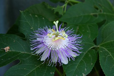 Passiflora incarnata (in the garden)