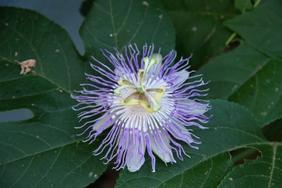 Passiflora incarnata (in the garden)