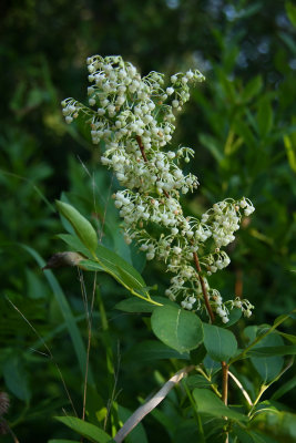 Lyonia ligustrina- Maleberry