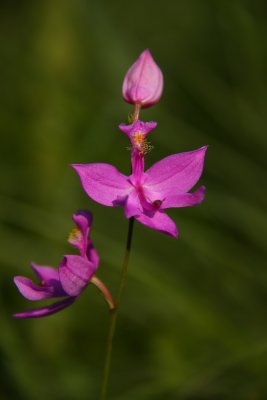 Calopogon tuberosus- Grass Pink Orchid