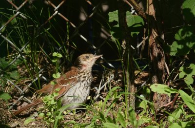 Young Brown Thrasher