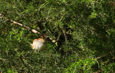 Adult Brown Thrasher