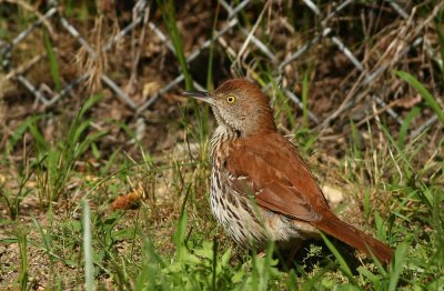 Adult Brown Thrasher