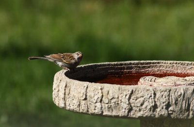 Chipping Sparrow
