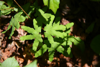Lygodium palmatum- Climbing Fern