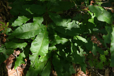 Interesting hybrid oak