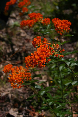 Asclepias tuberosa- Butterfly Weed