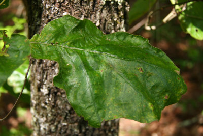 Quercus velutina- Black Oak