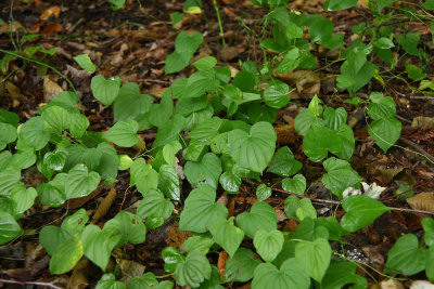 Dioscorea villosa- Wild Yam