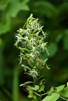 Platanthera lacera- Ragged Fringed Orchid