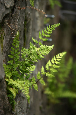 Cystopteris tenuis- McKaye's Fragile Fern