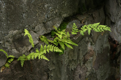 Cystopteris tenuis- McKaye's Fragile Fern