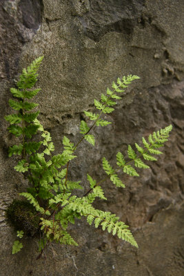 Cystopteris tenuis- McKaye's Fragile Fern