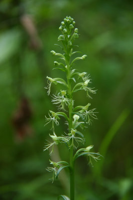 Platanthera lacera- Ragged Fringed Orchid