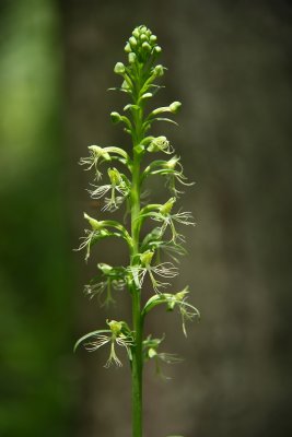 Platanthera lacera- Ragged Fringed Orchid