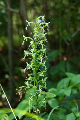 Platanthera lacera- Ragged Fringed Orchid