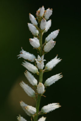 Aletris farinosa- Colic Root