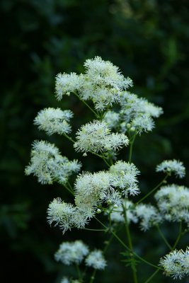 Thalictrum pubescens- King of the Meadow