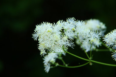 Thalictrum pubescens- King of the Meadow