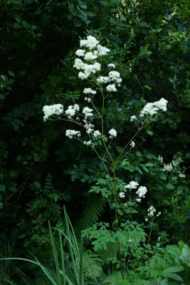 Thalictrum pubescens- King of the Meadow