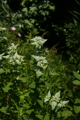 Pycnanthemum setosum- Awned Mountain Mint