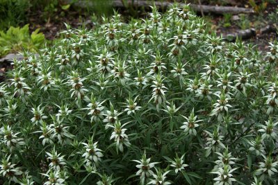 Monarda punctata- Spotted Horsemint