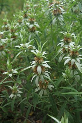 Monarda punctata- Spotted Horsemint