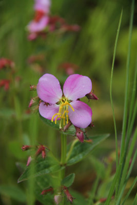Rhexia virginica- Virginia Meadow Beauty