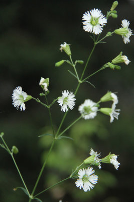 Silene stellata- Star Campion