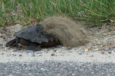 Northern Diamondback Terrapin