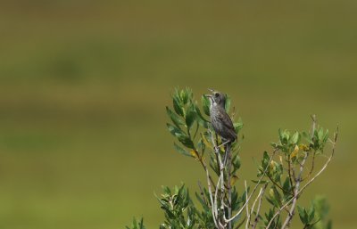 Seaside Sparrow