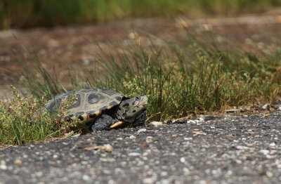 Northern Diamondback Terrapin