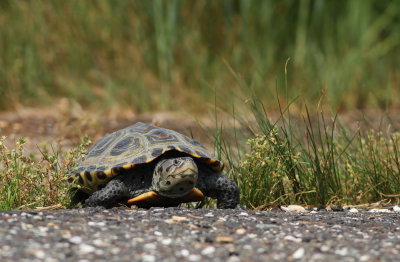 Northern Diamondback Terrapin