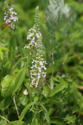 Teucrium canadense- Canada Germander