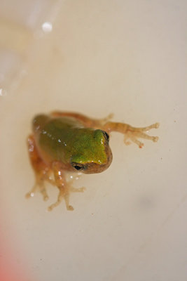 Northern Gray Treefrog