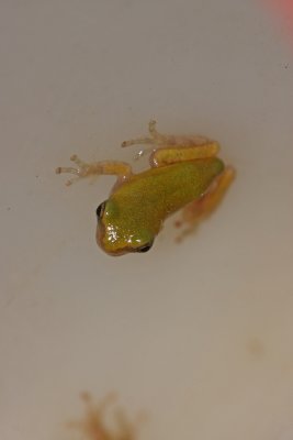 Northern Gray Treefrog