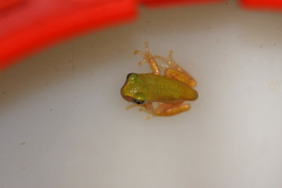 Northern Gray Treefrog