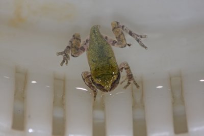 Northern Gray Treefrog