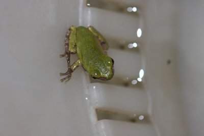 Northern Gray Treefrog