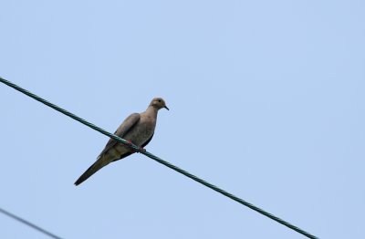 Mourning Dove