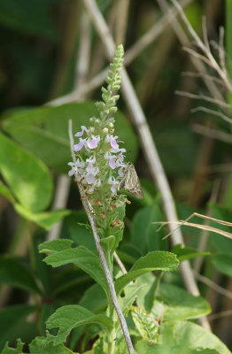 Teucrium canadense- Canada Germander