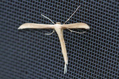Plain Plume Moth