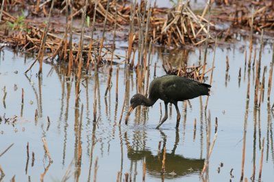 Glossy Ibis