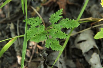 Botrychium dissectum var. dissectum