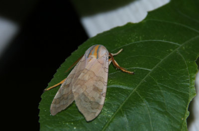 Banded Tussock Moth