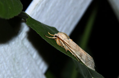 Banded Tussock Moth