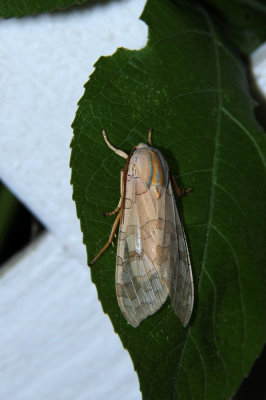 Banded Tussock Moth