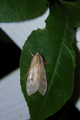 Banded Tussock Moth